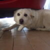 Dogs Found Dead With Chemical Foam: Find and Prosecute the Poisoner
