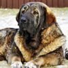 Emaciated Mastiff Left to Bake in Scorching Heat: Demand Answers