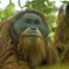 Save Endangered Orangutans From Extinction