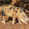 Pigs Allegedly Trapped in a 170-Degree Trailer in Filth: Demand Maximum Cruelty Charges