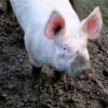 Dozens of Animals Found Starving Beside Decomposing Bodies on a Rural Property — Demand Felony Accountability