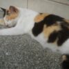 Pregnant Cat Allegedly Restrained and Plucked Raw: Bring Suspects Before Court