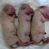 Newborn Puppies Sealed in Bin to Suffocate: Demand Accountability