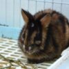 Mutilated Cats and Rabbits Found Near Ritual Site: Find and Prosecute Their Killers