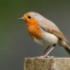 Three Wild Birds Shot Dead With High-Impact Pellets: Identify the Shooter