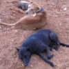 Protect Community Dogs From Unnecessary Euthanasia