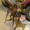 Puppy Allegedly Mutilated Without Anesthesia: Demand Accountability