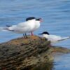 Save Futures of Tern Seabirds
