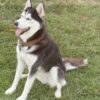 Starving Husky Allegedly Abandoned in a Garage, Left to Suffocate: Demand a Felony Conviction