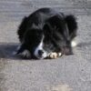 Young Dog Found Dead After Severe Trauma and Neglect: Identify Whoever Abandoned Him