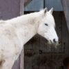 Horses Apparently Left With Rotting Hooves, Suspect Sought: Demand Prosecution