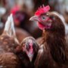 Demand Justice for Nearly 6,600 Chickens Dead From Agonizing Heat Stress During Transport