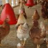 Stop Millions of Animals From Suffering and Dying in Heat Waves
