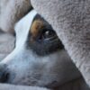 Dog Starved Among Feces Without Water: Enforce Five-year Animal Ban