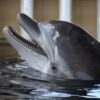 Justice for Chelsea: End Dolphin Captivity After Mother’s Tragic Death