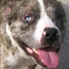 Leashed Dog Apparently Kicked, Lifted by the Neck, and Punched in the Face on Camera: Demand Justice