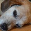 Over 2.54 Million Animal Tests Last Year: Demand Urgent Ethical Oversight