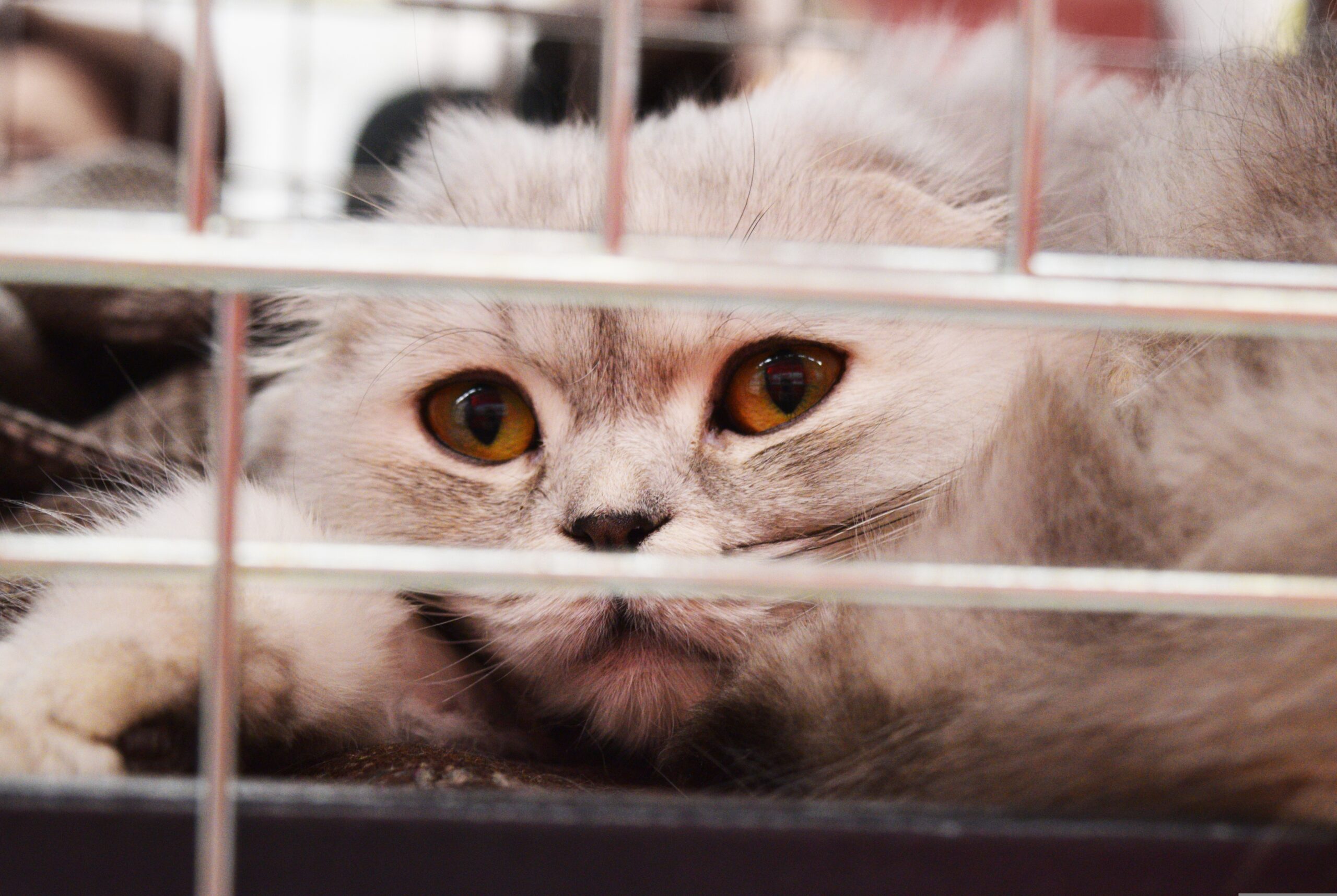 Educational Series: We Must Stop the Tragedy of Animal Hoarding - Animal Petitions
