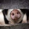 End Deceptive ‘Humane’ Labels That Conceal Cruel Practices Like Debeaking and Tail Docking