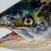 Protect Wild Salmon From Industrial Fish Farms