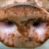 Sheep and Pigs Allegedly Chopped Apart in Experiments: End the Animal Testing