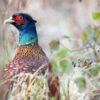 End Inhumane Breeding of Game Birds in Barren Cages