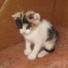 Dead Kitten Found Bagged and Wrapped in Clothing: Demand Justice
