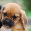 Dogs Allegedly Used as Suffering Props for Donations: Pursue Justice