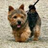 Terrier Tied Without Water in Blazing Heat: Find the Perpetrator
