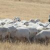 Sheep Cornered in Pen and Fatally Injured: Find and Prosecute Those Responsible
