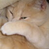 Cats Allegedly Found Dead After Weeks of Abandonment: Pursue Severe Penalties