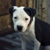 Dogs Reportedly Found Skeletal With Severe Mange and No Food: Pursue Full Prosecution