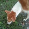 Dogs Tied to Pole and Beaten to Death: Strengthen Cruelty Laws Now