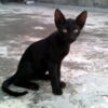 Community Cat Dismembered and Beheaded: Find the Killer