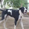 Dogs Allegedly Poisoned Despite Court Protection: Enforce Compliance and Investigate Responsibility