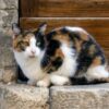 Cats Reportedly Found Dead in Freezer and Yard: Pursue Accountability