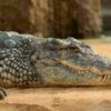 Demand Justice for Endangered Crocodile Apparently Killed and Smuggled Into Airport