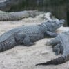 Crocodiles Allegedly Confined With Untreated Wounds for Leather: Enforce Accountability