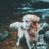 Dog Allegedly Slain and Thrown Into Creek Deserves Justice