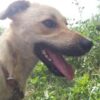 Street Dogs Allegedly Injured and Killed: Investigate Now