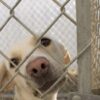 Rescue Dogs Allegedly Kept in Severe Neglect: Pursue Accountability