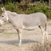Donkey Allegedly Whipped Beneath Four Adults: Hold Those Responsible Accountable