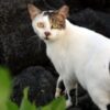 Hundreds of Cats Allegedly Left Starving in Feces-caked Crates: Demand Justice