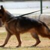 Dog Found With Muzzle Bound Shut in Electrical Tape: Demand Justice