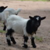 Goats Reportedly Beaten Until Bone Protruded: Demand Police Disciplinary Accountability