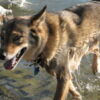 41 Animals Reportedly Found in Filth: Pursue Full Penalties