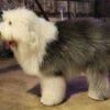 Dog Punched and Strangled at Playground: Pursue Charges