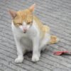 Cat Allegedly Tormented for Online Video: Strengthen Cruelty Accountability