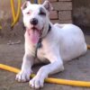 Animals Strangled for Fake Rescues: Demand Prosecution