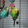 2,100 Birds Allegedly Crammed Into Seven Cages: Trace Survivors and Pursue Charges